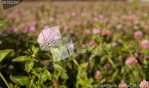 Image of clover flowers  . Closeup.