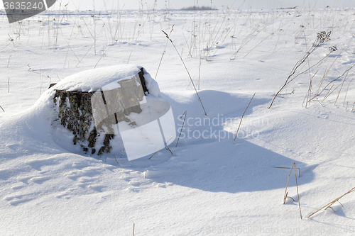 Image of stump under snow 