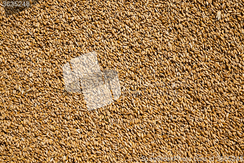 Image of wheat grains .  harvesting