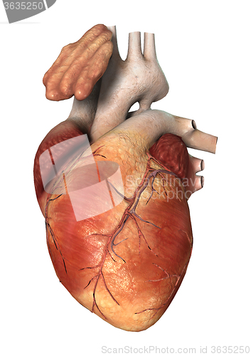 Image of Human Heart on White