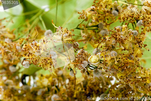 Image of linden blossoms dry  