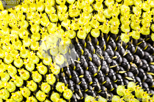 Image of sunflower close up