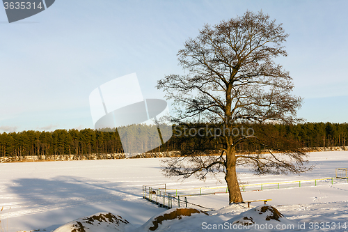 Image of   tree by the lake in winter