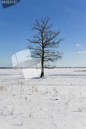 Image of lonely tree.  winter  