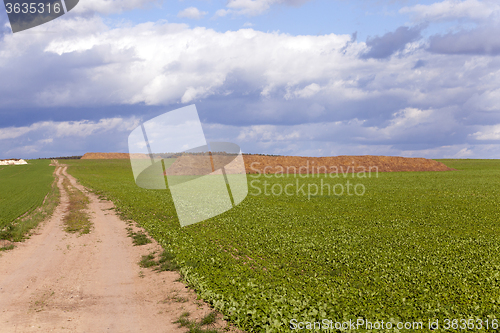 Image of stack of straw .  field  