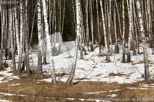 Image of birch grove in winter  