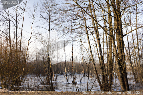 Image of trees  in the winter  