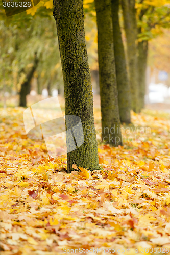 Image of fallen leaves . City Park.