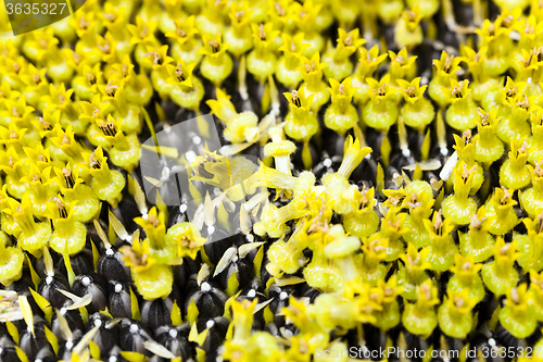 Image of sunflower close up 