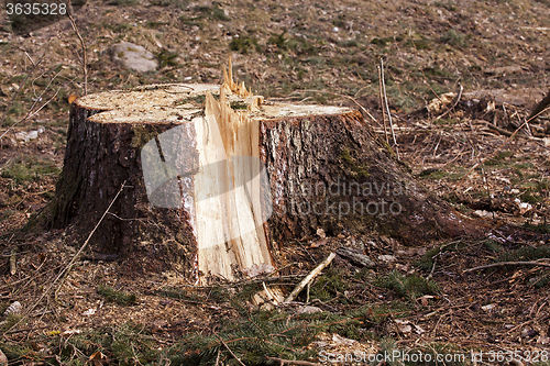 Image of srubleenny trees.  stubs