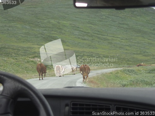 Image of Cows on a montain road