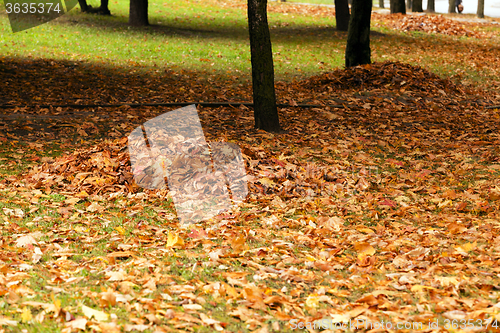 Image of fallen leaves. City Park.