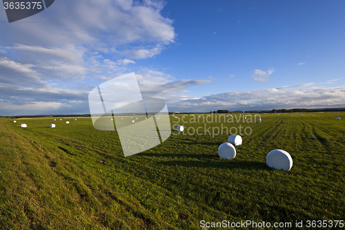 Image of packed grass   for feeding 