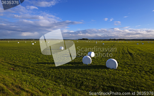 Image of packed grass   for feeding 