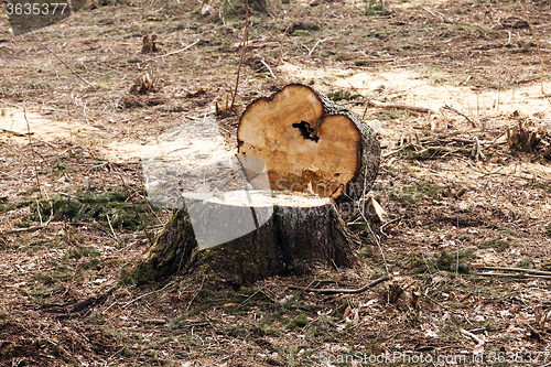 Image of srubleenny trees.  stubs