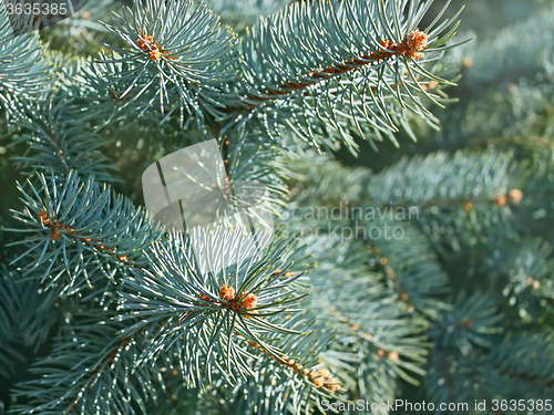 Image of Blue spruce branches close-up
