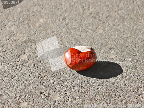 Image of Chestnut fruit on the asphalt 