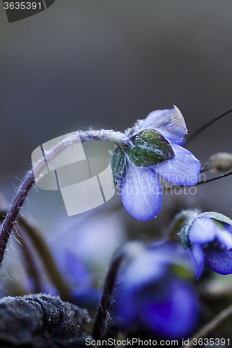 Image of blue anemone