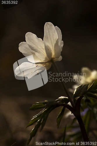 Image of anemone nemorosa