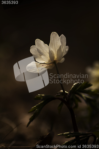 Image of wood anemone