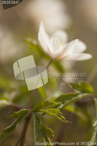 Image of wood anemone