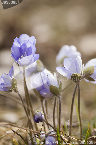 Image of blue anemones