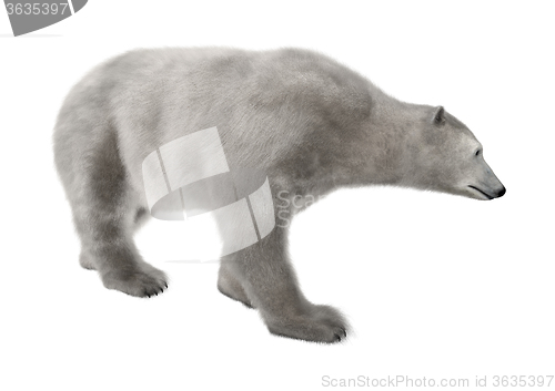 Image of Polar Bear on White