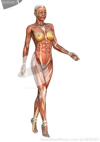 Image of Female Anatomy Figure on White