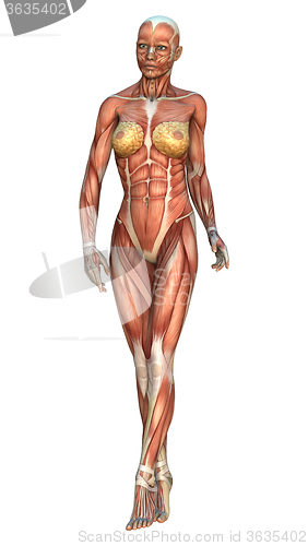 Image of  Female Anatomy Figure on White 