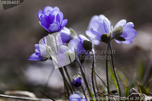 Image of hepatica nobilis