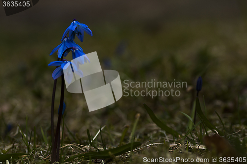 Image of scilla