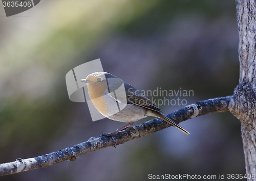 Image of erithacus rubecula