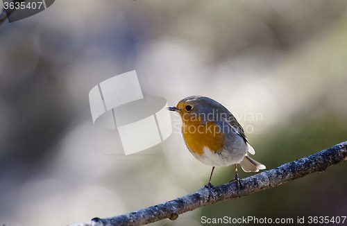 Image of red robin