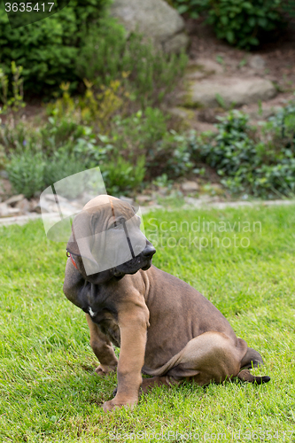 Image of young puppy of Fila Brasileiro (Brazilian Mastiff)