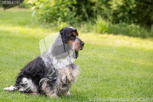 Image of outdoor portrait of english cocker spaniel