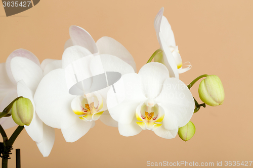 Image of romantic branch of white orchid