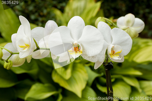 Image of romantic white orchid