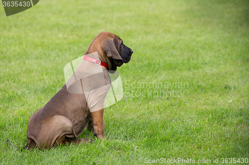 Image of young puppy of Fila Brasileiro (Brazilian Mastiff)