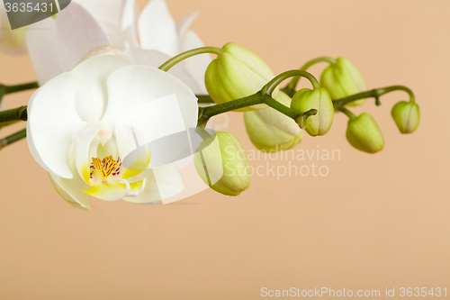 Image of romantic branch of white orchid