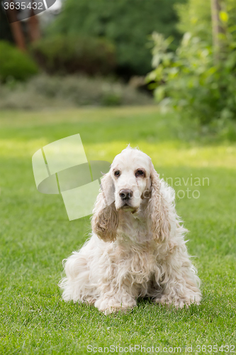 Image of outdoor portrait of english cocker spaniel