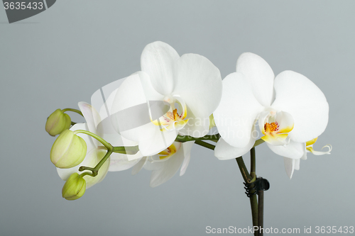 Image of romantic branch of white orchid