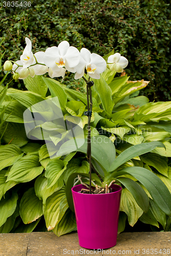 Image of romantic white orchid