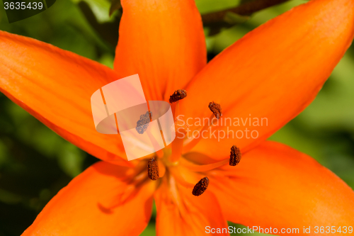 Image of Detail of flowering orange lily