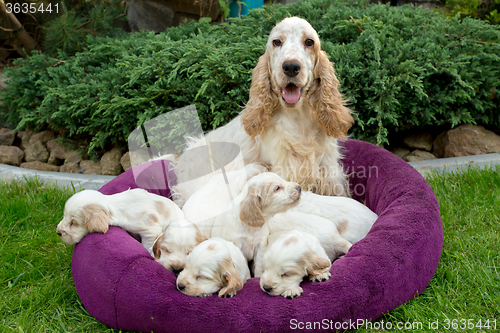 Image of family of lying English Cocker Spaniel puppy