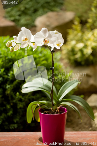 Image of romantic white orchid