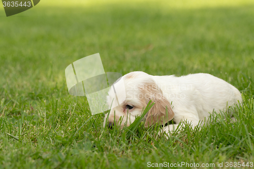 Image of Looking English Cocker Spaniel puppy