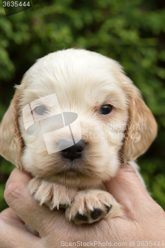 Image of Looking English Cocker Spaniel puppy