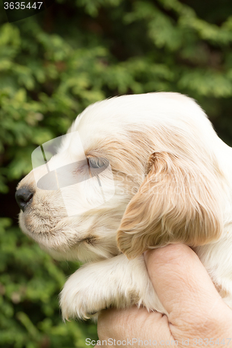 Image of Looking English Cocker Spaniel puppy