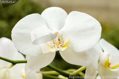 Image of romantic white orchid