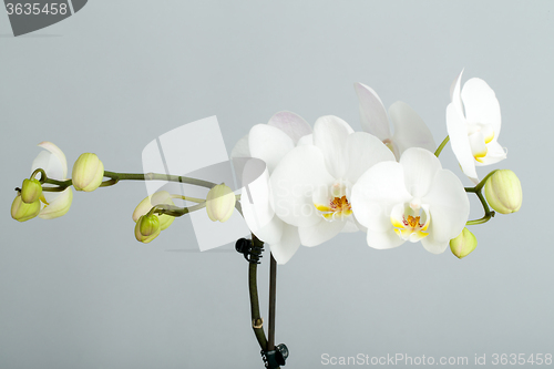 Image of romantic branch of white orchid